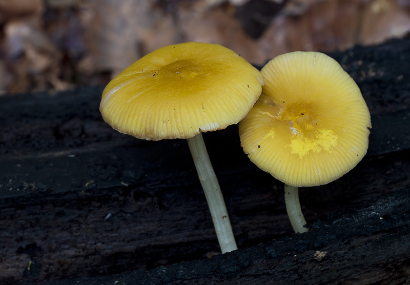 Pluteus chrysophaeus